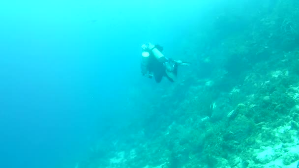 Mercan Hayatı Karayipler Denizi Bonaire Adası Sualtı Dalgıçları Videosu — Stok video