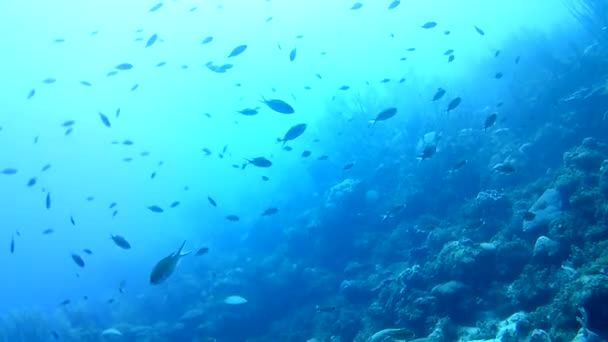 Koraal Leven Kariboon Zee Bonaire Eiland Onderwater Duiken Duikers Video — Stockvideo