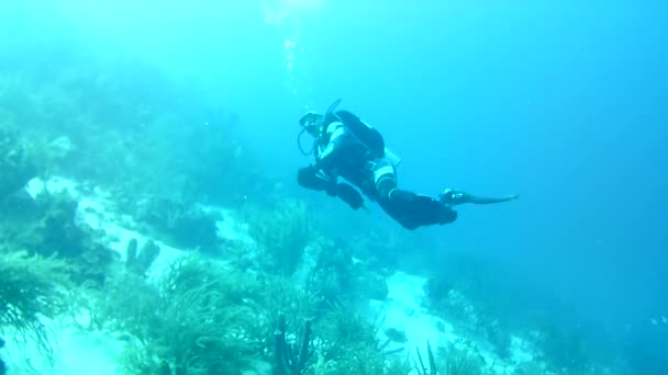 Koraal Leven Kariboon Zee Bonaire Eiland Onderwater Duiken Duikers Video — Stockvideo