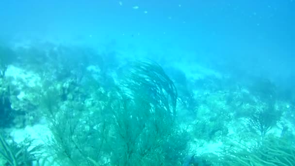 Mercan Hayatı Karayipler Denizi Bonaire Adası Sualtı Dalgıçları Videosu — Stok video