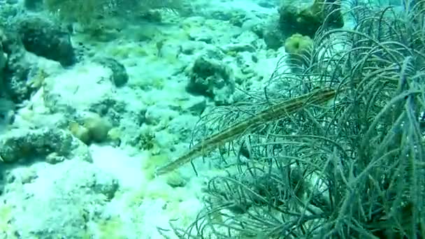 Vita Corallina Mare Dei Caraibi Isola Bonaire Subacquei Subacquei Subacquei — Video Stock