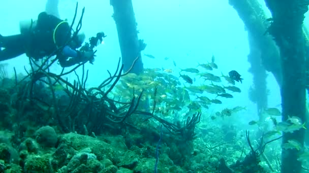 Korall Liv Karibiska Havet Bonaire Vattnet Dykning Dykare Video — Stockvideo
