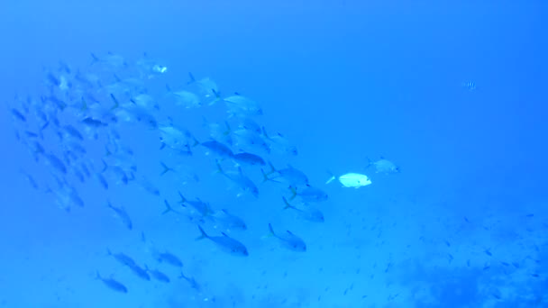 Vida Coralina Caribe Mar Bonaire Isla Buceo Submarino Buzos Video — Vídeo de stock