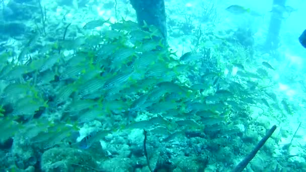 Vida Coralina Caribe Mar Bonaire Isla Buceo Submarino Buzos Video — Vídeos de Stock