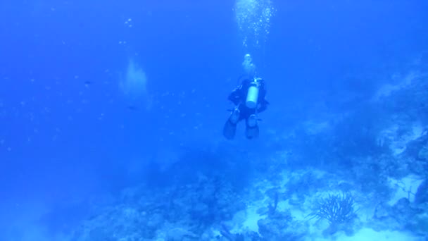 Mercan Hayatı Karayipler Denizi Bonaire Adası Sualtı Dalgıçları Videosu — Stok video