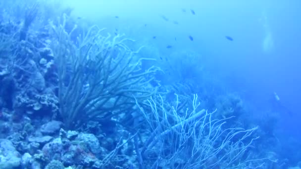 Korall Liv Karibiska Havet Bonaire Vattnet Dykning Dykare Video — Stockvideo