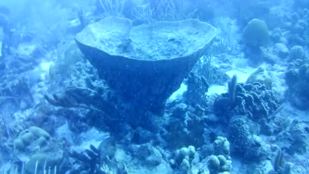 Vida Coralina Caribe Mar Bonaire Isla Buceo Submarino Buzos Video — Vídeos de Stock