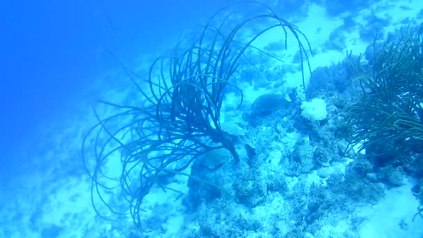 Vida Coralina Caribe Mar Bonaire Isla Buceo Submarino Buzos Video — Vídeo de stock