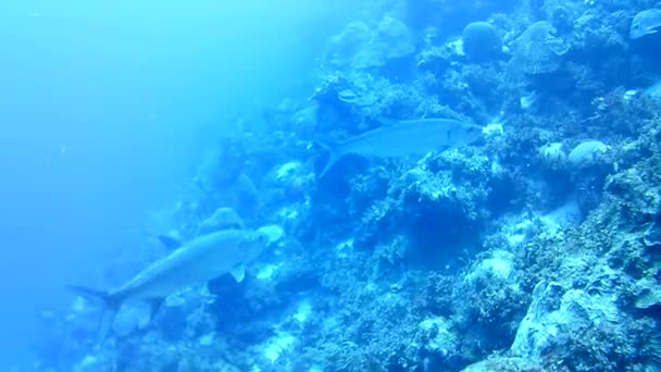 Coral Vida Caribe Mar Bonaire Ilha Mergulho Subaquático Mergulhadores Vídeo — Vídeo de Stock