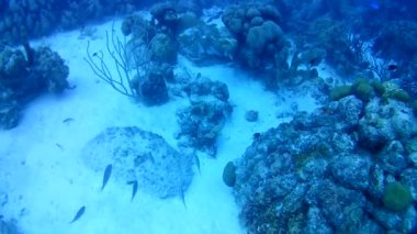 Mercan hayatı Karayipler denizi Bonaire adası sualtı dalgıçları videosu