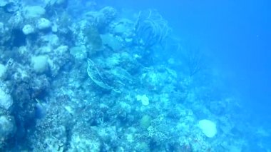 Mercan hayatı Karayipler denizi Bonaire adası sualtı dalgıçları videosu
