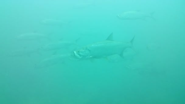 Vie Corail Caraïbes Mer Bonaire Île Plongée Sous Marine Plongée — Video