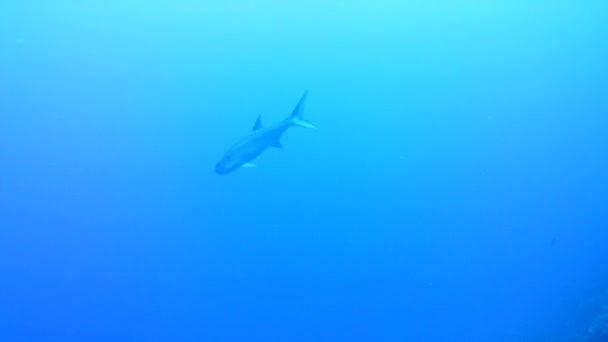 Vita Corallina Mare Dei Caraibi Isola Bonaire Subacquei Subacquei Subacquei — Video Stock