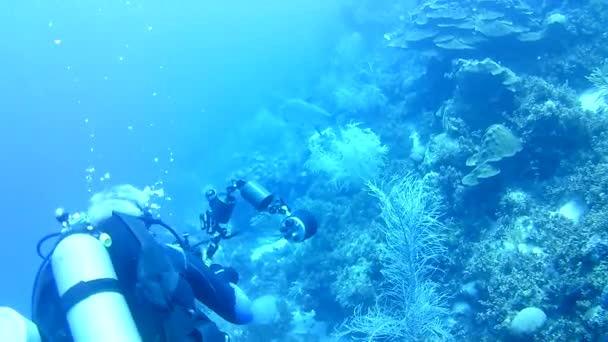 Coral Vida Caribe Mar Bonaire Ilha Mergulho Subaquático Mergulhadores Vídeo — Vídeo de Stock