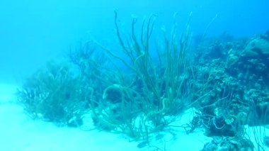 Mercan hayatı Karayipler denizi Bonaire adası sualtı dalgıçları videosu