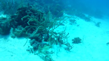 Mercan hayatı Karayipler denizi Bonaire adası sualtı dalgıçları videosu
