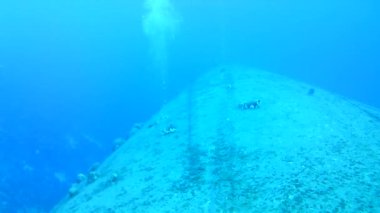 Mercan hayatı Karayipler denizi Bonaire adası sualtı dalgıçları videosu