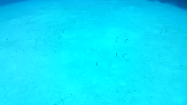 Vida Coralina Caribe Mar Bonaire Isla Buceo Submarino Buzos Video — Vídeos de Stock