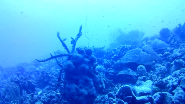 Vida Coralina Caribe Mar Bonaire Isla Buceo Submarino Buzos Video — Vídeo de stock