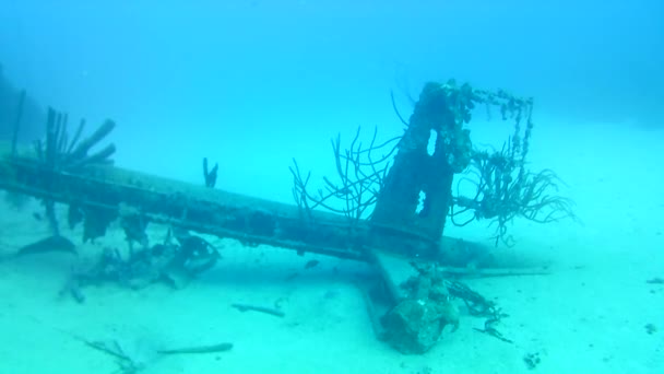 Mercan Hayatı Karayipler Denizi Bonaire Adası Sualtı Dalgıçları Videosu — Stok video