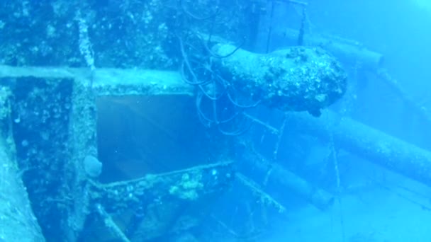 Vida Coralina Caribe Mar Bonaire Isla Buceo Submarino Buzos Video — Vídeos de Stock