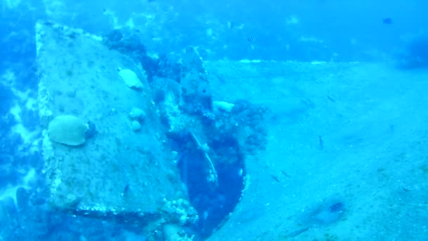 Koraal Leven Kariboon Zee Bonaire Eiland Onderwater Duiken Duikers Video — Stockvideo