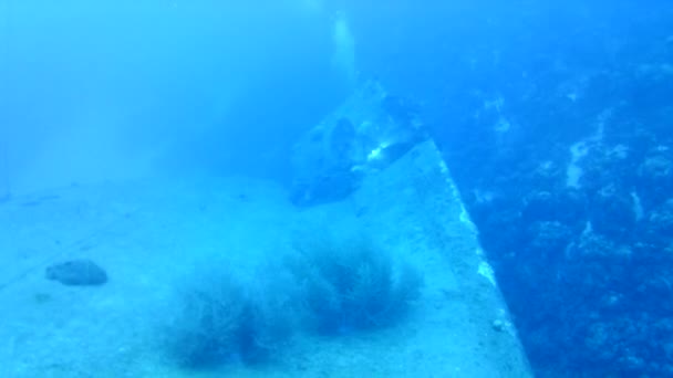 Vita Corallina Mare Dei Caraibi Isola Bonaire Subacquei Subacquei Subacquei — Video Stock