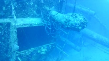 Mercan hayatı Karayipler denizi Bonaire adası sualtı dalgıçları videosu