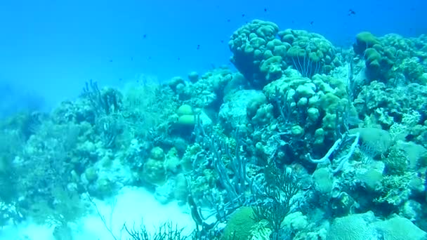 Korallenleben Karibik Meer Bonaire Insel Unterwassertauchen Taucher Video — Stockvideo