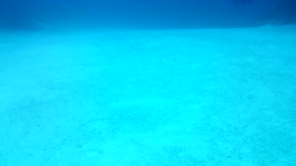 Vida Coralina Caribe Mar Bonaire Isla Buceo Submarino Buzos Video — Vídeos de Stock