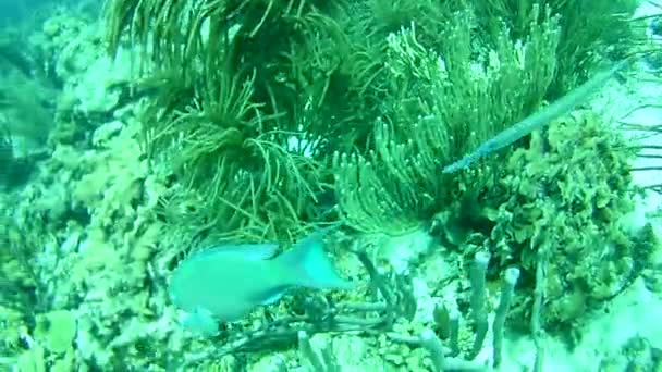 Vida Coralina Caribe Mar Bonaire Isla Buceo Submarino Buzos Video — Vídeo de stock