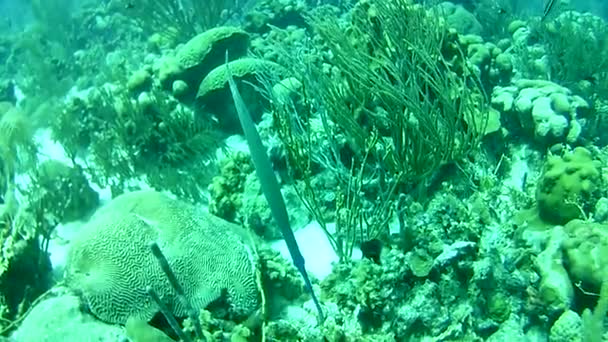 Korallenleben Karibik Meer Bonaire Insel Unterwassertauchen Taucher Video — Stockvideo