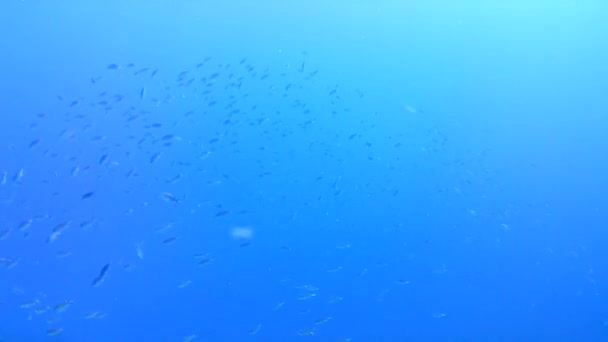 Vie Corail Caraïbes Mer Bonaire Île Plongée Sous Marine Plongée — Video