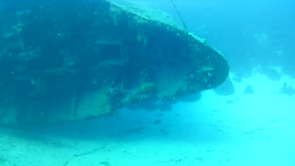 Coral Life Caribbean Sea Bonaire Island Underwater Diving Divers Video — ストック動画