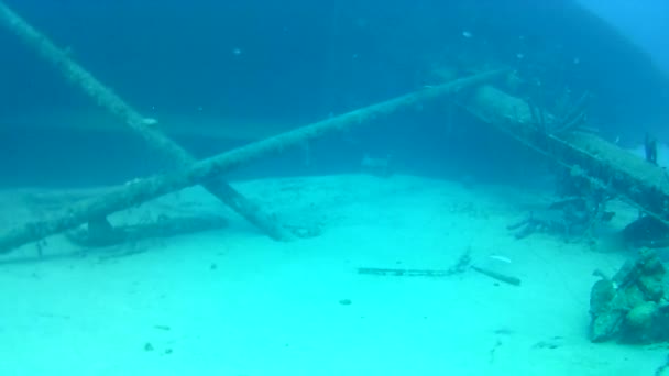 Mercan Hayatı Karayipler Denizi Bonaire Adası Sualtı Dalgıçları Videosu — Stok video