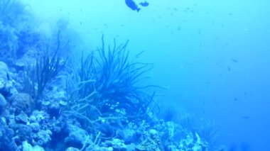 Mercan hayatı Karayipler denizi Bonaire adası sualtı dalgıçları videosu