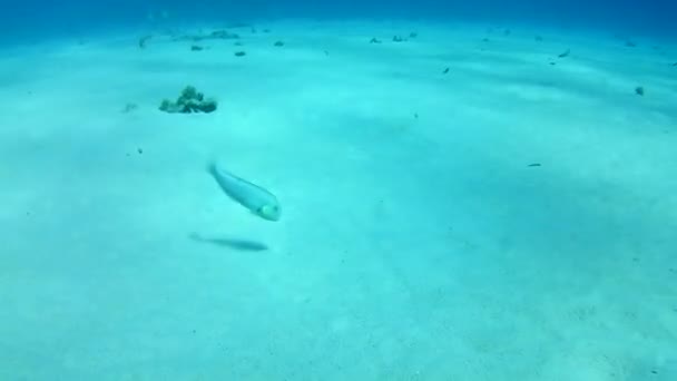 Κοραλλιογενή Ζωή Καραϊβική Θάλασσα Bonaire Νησί Υποβρύχιες Καταδύσεις Δύτες Βίντεο — Αρχείο Βίντεο