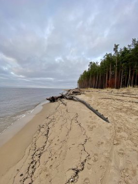 Gauja Nehri Letonya Baltık Denizi 'ne akıyor
