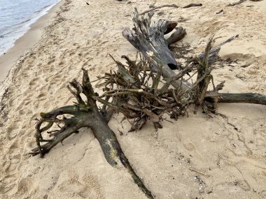 Gauja Nehri Letonya Baltık Denizi 'ne akıyor