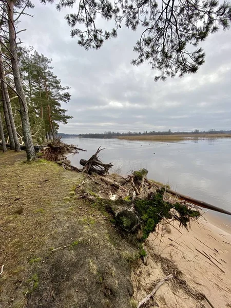 Gauja Älv Lettland Rinner Östersjön — Stockfoto