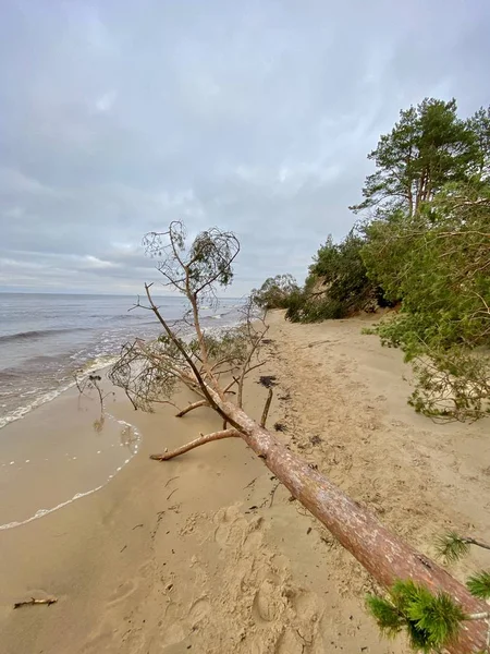 Латвия Впадает Балтийское Море — стоковое фото