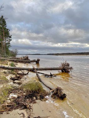 Baltık Denizi sonbahar plajı Bolderaja Riga Letonya 