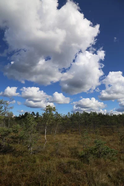 Mocsár Ősz Nemzeti Park Kemeri Lettország Táj — Stock Fotó