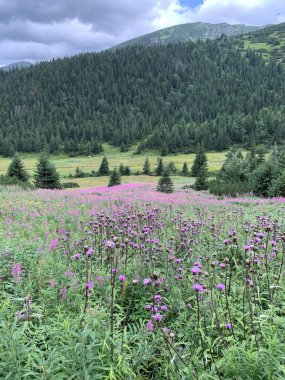 Güzel dağ manzaraları tırmanıyor Zakopane Polonya 'da yürüyüş yapıyor Slovakya Tatry