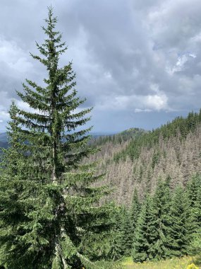 Güzel dağ manzaraları tırmanıyor Zakopane Polonya 'da yürüyüş yapıyor Slovakya Tatry