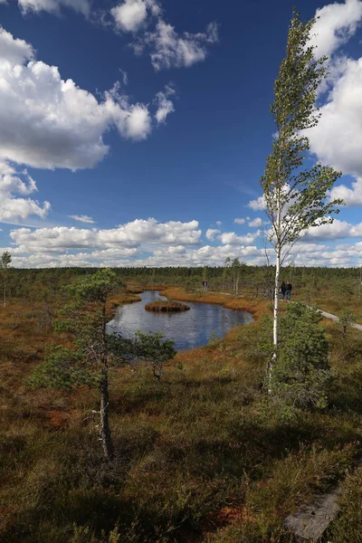 Sumpf Herbst Nationalpark Kemeri Lettland Landschaften — Stockfoto