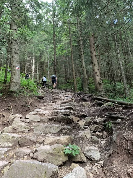 Gyönyörű Hegyi Tájak Mászás Túrázás Séta Turizmus Zakopane Lengyelország Szlovákia — Stock Fotó