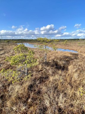 Bataklık Sonbaharı Ulusal Parkı Kemeri Letonya manzaraları