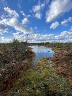 Bataklık Sonbaharı Ulusal Parkı Kemeri Letonya manzaraları