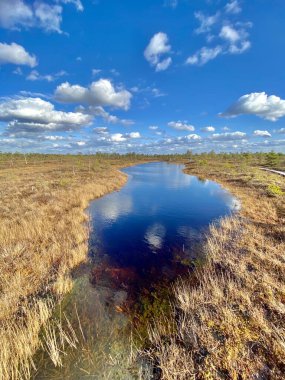 Bataklık Sonbaharı Ulusal Parkı Kemeri Letonya manzaraları